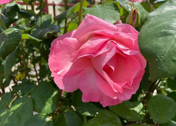 Apartmán Panselinos